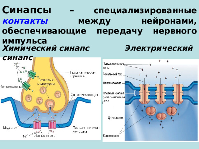 Синапсы  – специализированные контакты между нейронами, обеспечивающие передачу нервного импульса Химический синапс Электрический синапс 