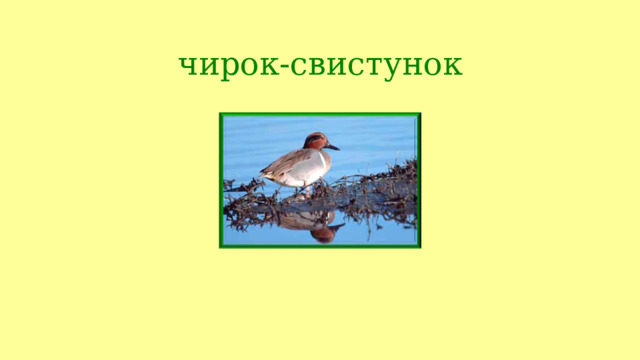 чирок-свистунок     