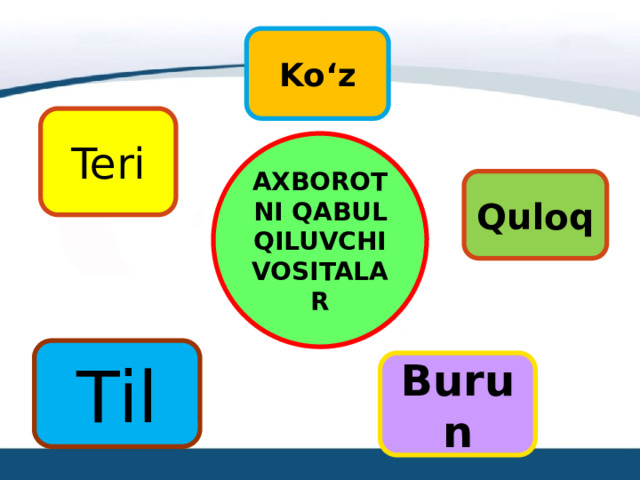 Ko‘z Teri AXBOROTNI QABUL QILUVCHI VOSITALAR Quloq Til Burun 