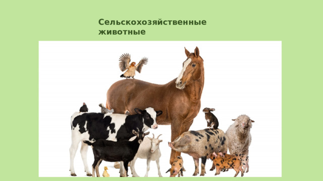 Сельскохозяйственные животные 