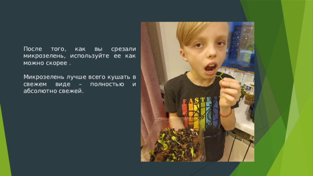 После того, как вы срезали микрозелень, используйте ее как можно скорее . Микрозелень лучше всего кушать в свежем виде – полностью и абсолютно свежей. 