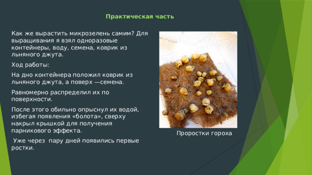 Практическая часть Как же вырастить микрозелень самим? Для выращивания я взял одноразовые контейнеры, воду, семена, коврик из льняного джута. Ход работы: На дно контейнера положил коврик из льняного джута, а поверх —семена. Равномерно распределил их по поверхности. После этого обильно опрыснул их водой, избегая появления «болота», сверху накрыл крышкой для получения парникового эффекта.  Уже через пару дней появились первые ростки. Проростки гороха 