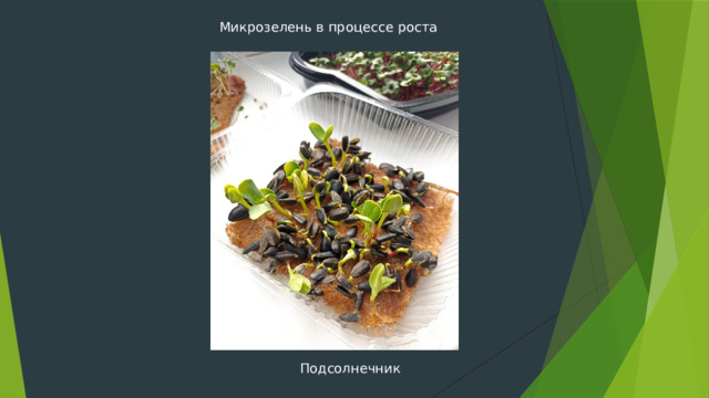  Микрозелень в процессе роста Подсолнечник 