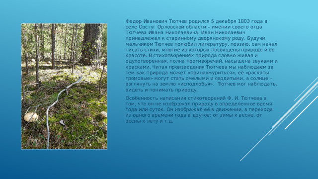 Федор Иванович Тютчев родился 5 декабря 1803 года в селе Овстуг Орловской области – имении своего отца Тютчева Ивана Николаевича. Иван Николаевич принадлежал к старинному дворянскому роду. Будучи мальчиком Тютчев полюбил литературу, поэзию, сам начал писать стихи, многие из которых посвящены природе и ее красоте. В стихотворениях природа словно живая и одухотворенная, полна противоречий, насыщена звуками и красками. Читая произведения Тютчева мы наблюдаем за тем как природа может «принахмуриться», её «раскаты громовые» могут стать смелыми и сердитыми, а солнце – взглянуть на землю «исподлобья». Тютчев мог наблюдать, видеть и понимать природу. Особенность написания стихотворений Ф. И. Тютчева в том, что он не изображал природу в определенное время года или суток. Он изображал её в движении, в переходе из одного времени года в другое: от зимы к весне, от весны к лету и т.д. 