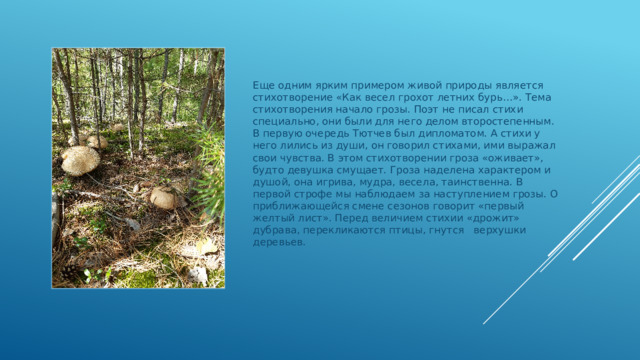 Еще одним ярким примером живой природы является стихотворение «Как весел грохот летних бурь…». Тема стихотворения начало грозы. Поэт не писал стихи специально, они были для него делом второстепенным. В первую очередь Тютчев был дипломатом. А стихи у него лились из души, он говорил стихами, ими выражал свои чувства. В этом стихотворении гроза «оживает», будто девушка смущает. Гроза наделена характером и душой, она игрива, мудра, весела, таинственна. В первой строфе мы наблюдаем за наступлением грозы. О приближающейся смене сезонов говорит «первый желтый лист». Перед величием стихии «дрожит» дубрава, перекликаются птицы, гнутся верхушки деревьев. 