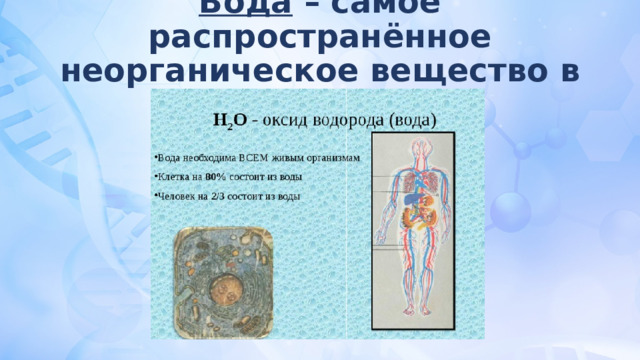 Вода – самое распространённое неорганическое вещество в организме 