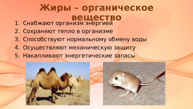 Жиры – органическое вещество Снабжают организм энергией Сохраняют тепло в организме Способствуют нормальному обмену воды Осуществляют механическую защиту Накапливают энергетические запасы 