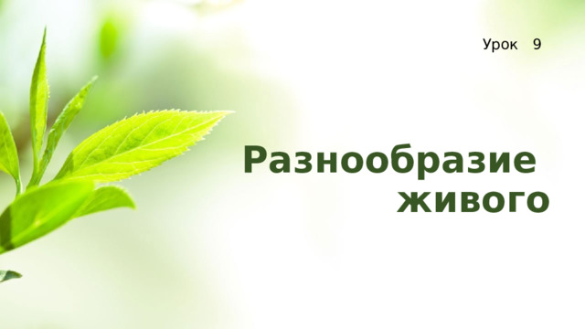 Урок 9 Разнообразие живого 