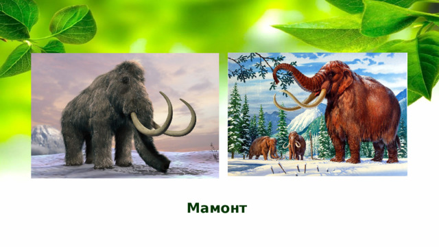 Мамонт 