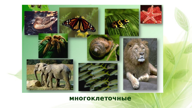 многоклеточные 