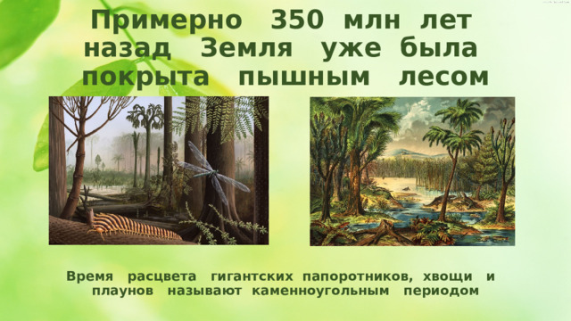 Примерно 350 млн лет назад Земля уже была покрыта пышным лесом Время расцвета гигантских папоротников, хвощи и плаунов называют каменноугольным периодом 