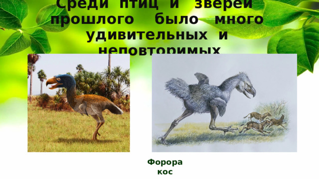 Среди птиц и зверей прошлого было много удивительных и неповторимых Фороракос 