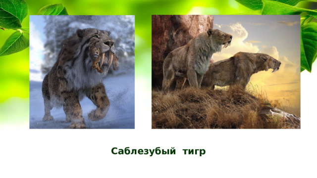 Саблезубый тигр 