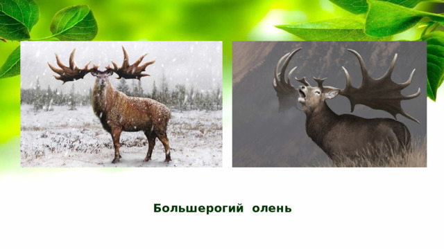 Большерогий олень 