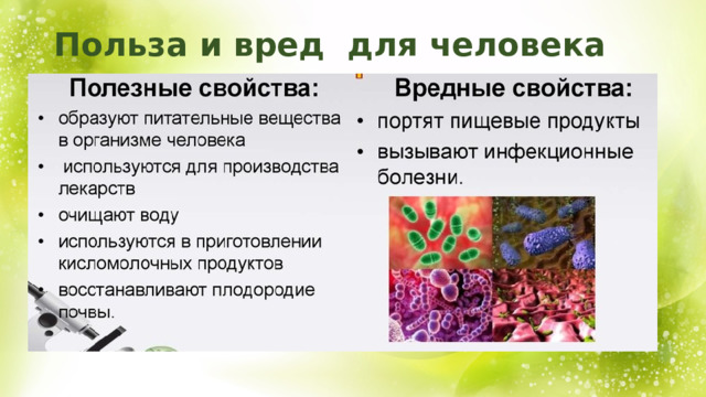 Польза и вред для человека 