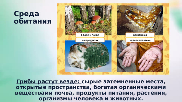 Среда  обитания Грибы растут везде: сырые затемненные места, открытые пространства, богатая органическими веществами почва, продукты питания, растения, организмы человека и животных. 