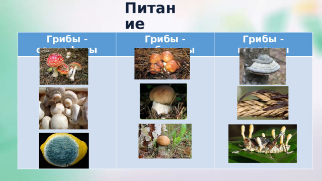 Питание Грибы - сапрофиты Грибы - симбионты Грибы - паразиты 