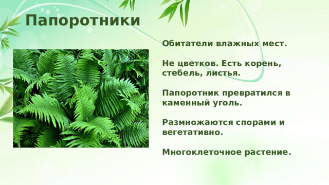 Папоротники Обитатели влажных мест.  Не цветков. Есть корень, стебель, листья.  Папоротник превратился в каменный уголь.  Размножаются спорами и вегетативно.  Многоклеточное растение. 