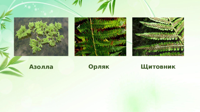 Орляк Щитовник Азолла 