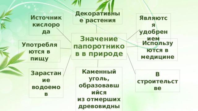 Декоративные растения Источник кислорода Являются удобрением Значение папоротников в природе Используются в медицине Употребляются в пищу Каменный уголь, образовавшийся из отмерших древовидных папоротников Зарастание водоемов В строительстве 