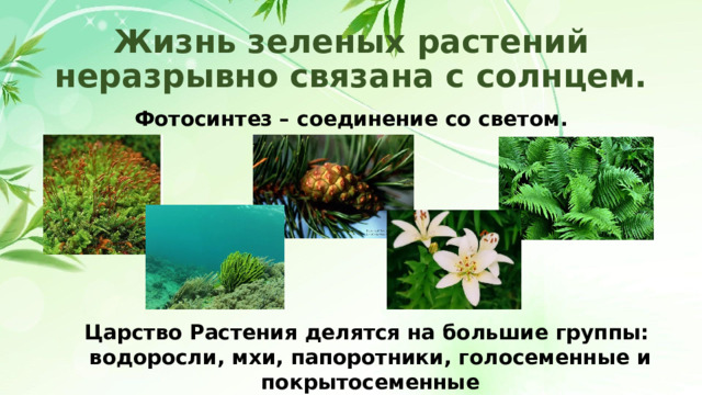 Жизнь зеленых растений неразрывно связана с солнцем. Фотосинтез – соединение со светом. Царство Растения делятся на большие группы: водоросли, мхи, папоротники, голосеменные и покрытосеменные 