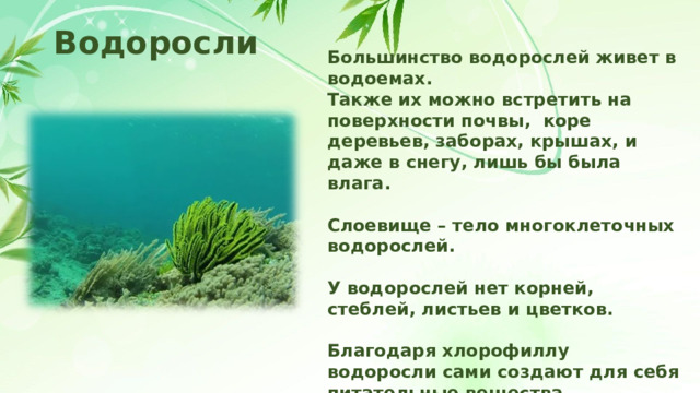 Водоросли Большинство водорослей живет в водоемах. Также их можно встретить на поверхности почвы, коре деревьев, заборах, крышах, и даже в снегу, лишь бы была влага.  Слоевище – тело многоклеточных водорослей.  У водорослей нет корней, стеблей, листьев и цветков.  Благодаря хлорофиллу водоросли сами создают для себя питательные вещества.  Размножаются спорами, делением клеток и зиготами. 