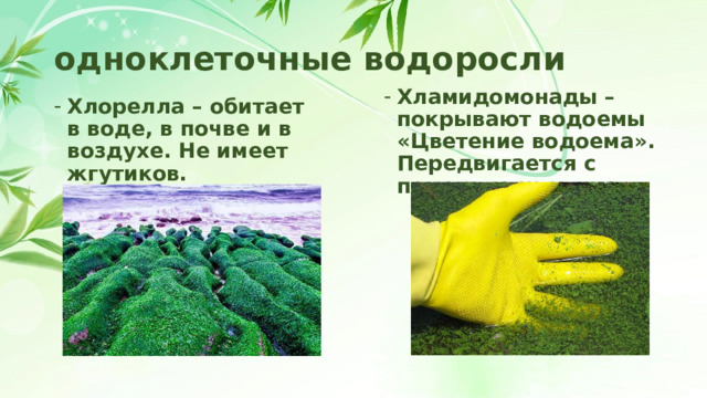 одноклеточные водоросли Хламидомонады – покрывают водоемы «Цветение водоема». Передвигается с помощью жгутиков.    Хлорелла – обитает в воде, в почве и в воздухе. Не имеет жгутиков.    