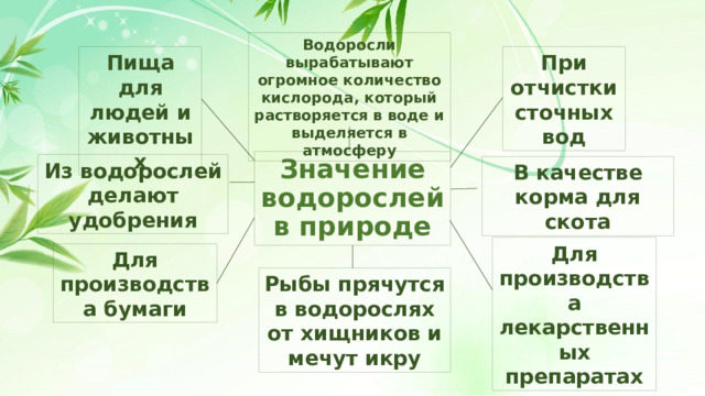 Водоросли вырабатывают огромное количество кислорода, который растворяется в воде и выделяется в атмосферу Пища для людей и животных При отчистки сточных вод Значение водорослей в природе Из водорослей делают удобрения В качестве корма для скота Для производства лекарственных препаратах Для производства бумаги Рыбы прячутся в водорослях от хищников и мечут икру 