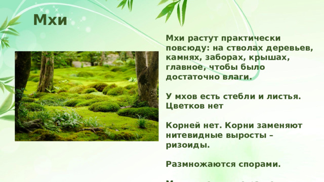 Мхи Мхи растут практически повсюду: на стволах деревьев, камнях, заборах, крышах, главное, чтобы было достаточно влаги.  У мхов есть стебли и листья. Цветков нет  Корней нет. Корни заменяют нитевидные выросты – ризоиды.  Размножаются спорами.  Многоклеточные растения. 
