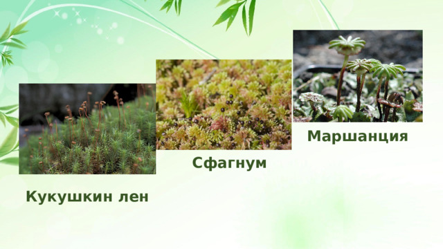 Маршанция Сфагнум Кукушкин лен 
