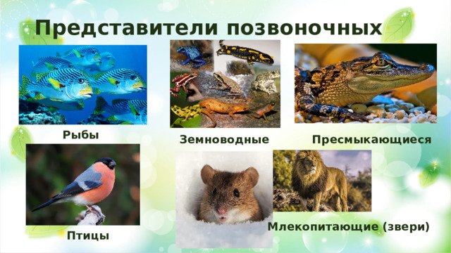 Представители позвоночных Рыбы Земноводные Пресмыкающиеся Млекопитающие (звери) Птицы 
