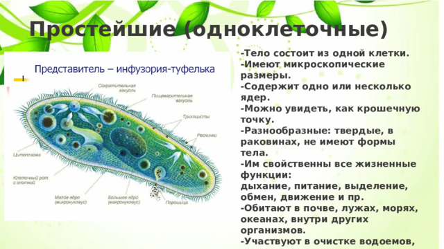 Простейшие (одноклеточные) -Тело состоит из одной клетки. -Имеют микроскопические размеры. -Содержит одно или несколько ядер. -Можно увидеть, как крошечную точку. -Разнообразные: твердые, в раковинах, не имеют формы тела. -Им свойственны все жизненные функции: дыхание, питание, выделение, обмен, движение и пр. -Обитают в почве, лужах, морях, океанах, внутри других организмов. -Участвуют в очистке водоемов, служат кормом для мальков. -Скелеты образуют известняк, сланцы (гора Эверест образована известняками, т.е. остатками простейших). 