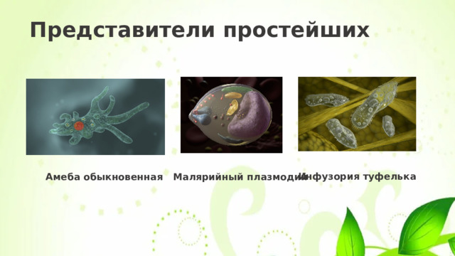 Представители простейших Инфузория туфелька Малярийный плазмодий Амеба обыкновенная 