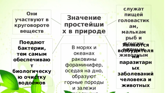 служат пищей головастикам, малькам рыб и другим водным животным Они участвуют в круговороте веществ Значение простейших в природе Поедают бактерии, тем самым обеспечивают биологическую очистку водоёмов Являются возбудителями паразитарных заболеваний человека и животных В морях и океанах раковины фораминифер, оседая на дно, образуют горные породы и залежи известняка 