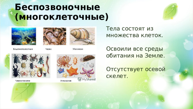 Беспозвоночные (многоклеточные) Тела состоят из множества клеток. Освоили все среды обитания на Земле. Отсутствует осевой скелет. 