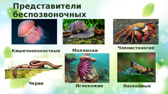 Представители беспозвоночных Членистоногие Моллюски Кишечнополостные Черви Иглокожие Насекомые 