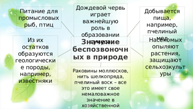 Дождевой червь играет важнейшую роль в образовании гумуса Питание для промысловых рыб, птиц Добывается пища, например, пчелиный мед Насекомых опыляют растения, защищают сельхозкультуры Из их остатков образуются геологические породы, например, известняки Значение беспозвоночных в природе Раковины моллюсков, нить шелкопряда, пчелиный воск – все это имеет свое немаловажное значение в хозяйственной деятельности человека.  