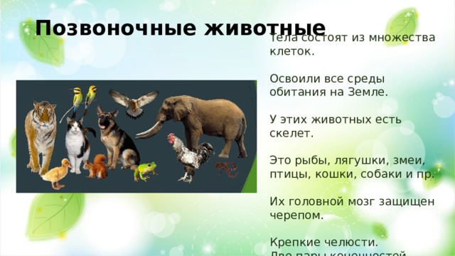 Позвоночные животные Тела состоят из множества клеток. Освоили все среды обитания на Земле. У этих животных есть скелет. Это рыбы, лягушки, змеи, птицы, кошки, собаки и пр. Их головной мозг защищен черепом. Крепкие челюсти. Две пары конечностей. 