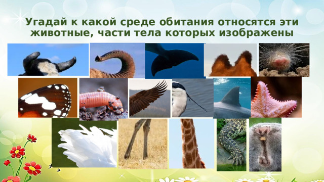 Угадай к какой среде обитания относятся эти животные, части тела которых изображены 