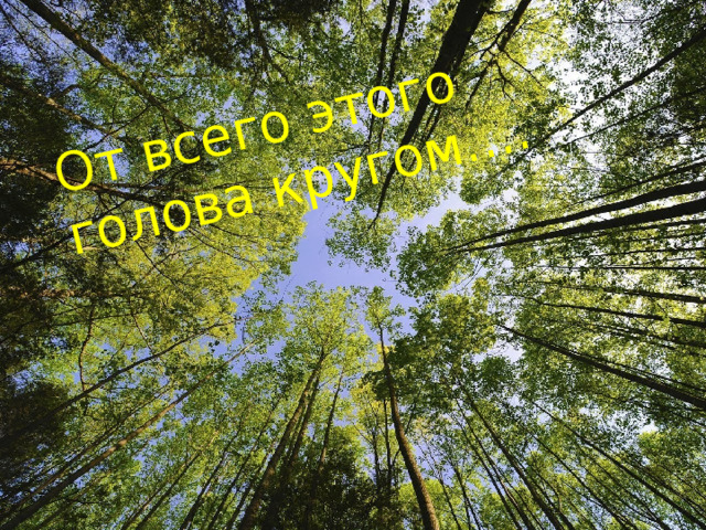 От всего этого голова кругом…. 