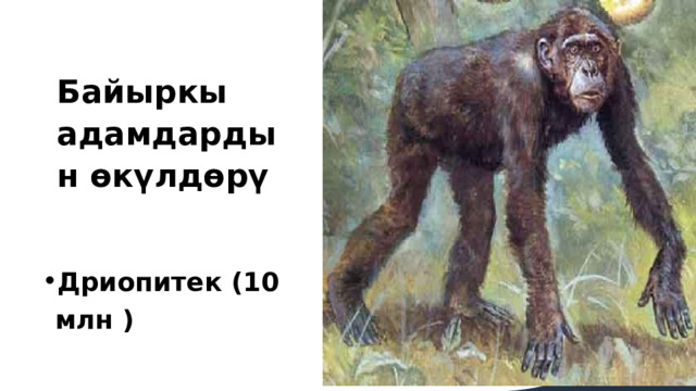 Байыркы адамдардын өкүлдөрү Дриопитек (10 млн )  
