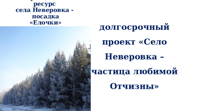 Рекреационный ресурс  села Неверовка - посадка «Елочки»   долгосрочный проект «Село Неверовка – частица любимой Отчизны» 