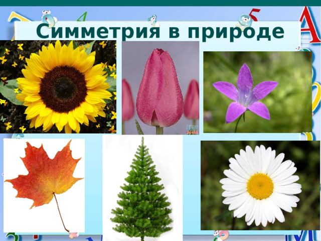 Симметрия в природе 