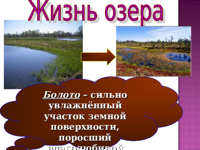 Болото – сильно увлажнённый участок земной поверхности, поросший влаголюбивой растительностью. 