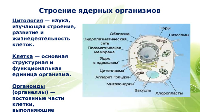 Строение ядерных организмов Цитология — наука, изучающая строение, развитие и жизнедеятельность клеток.  Клетка — основная структурная и функциональная единица организма.  Органоиды (органеллы) — постоянные части клетки, выполняющие определенные функции. 