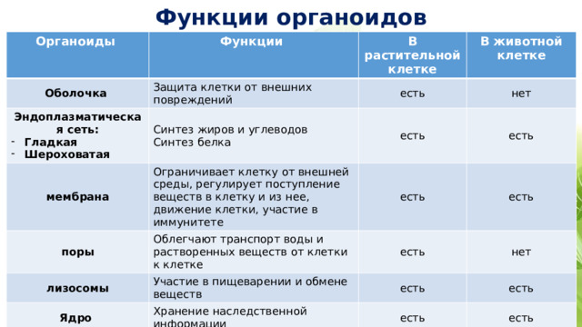 Функции органоидов Органоиды Функции Оболочка В растительной клетке Защита клетки от внешних повреждений Эндоплазматическая сеть: В животной клетке мембрана есть Гладкая Шероховатая поры Ограничивает клетку от внешней среды, регулирует поступление веществ в клетку и из нее, движение клетки, участие в иммунитете есть Синтез жиров и углеводов нет лизосомы Синтез белка есть Облегчают транспорт воды и растворенных веществ от клетки к клетке есть Ядро Участие в пищеварении и обмене веществ есть есть нет есть Хранение наследственной информации Цитоплазма есть есть Вещество в котором содержатся все органоиды, обмен веществ, поддерживает внутреннюю среду клетки, транспортировка веществ в клетке есть есть есть 
