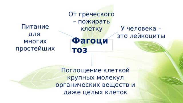 От греческого – пожирать клетку Питание для многих простейших У человека – это лейкоциты Фагоцитоз Поглощение клеткой крупных молекул органических веществ и даже целых клеток 