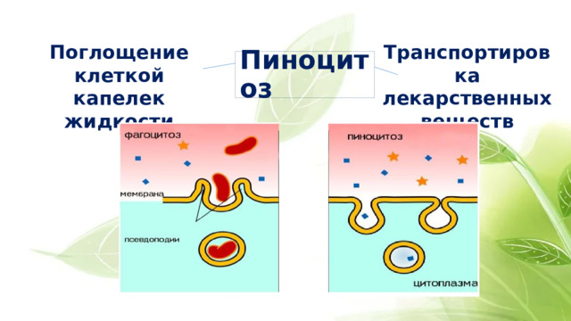 Поглощение клеткой капелек жидкости Транспортировка лекарственных веществ Пиноцитоз 