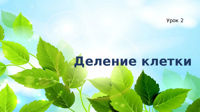 Урок 2 Деление клетки 