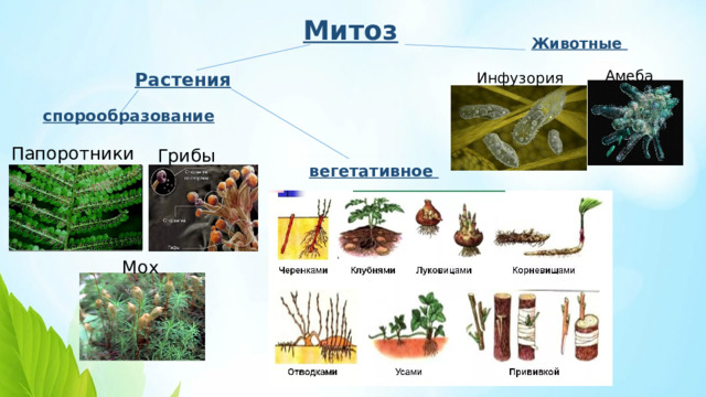 Митоз  Животные  Растения  Амеба Инфузория спорообразование  Папоротники Грибы вегетативное  Мох 